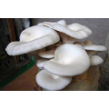 Fresh oyster mushroom